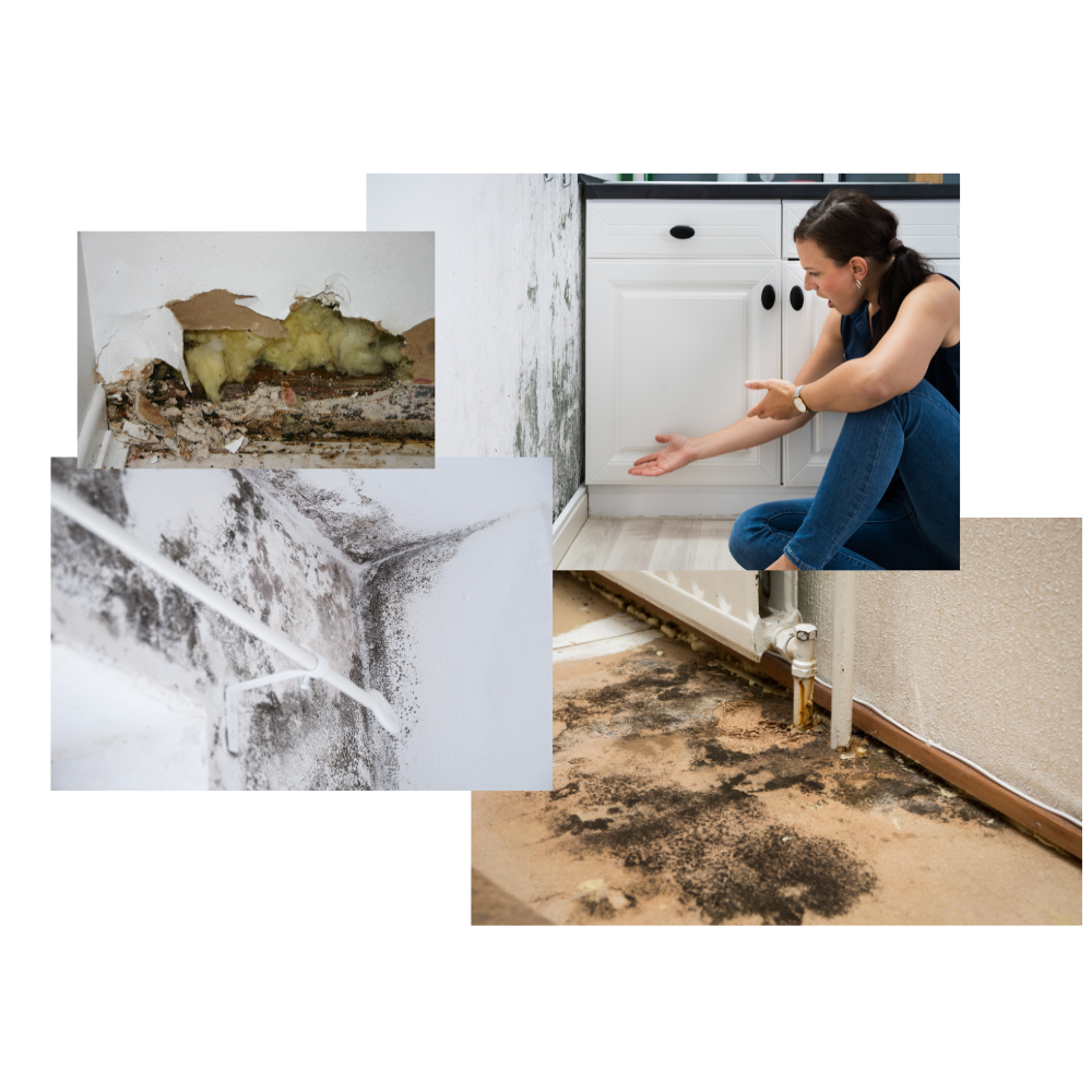 Mold Removal Near me