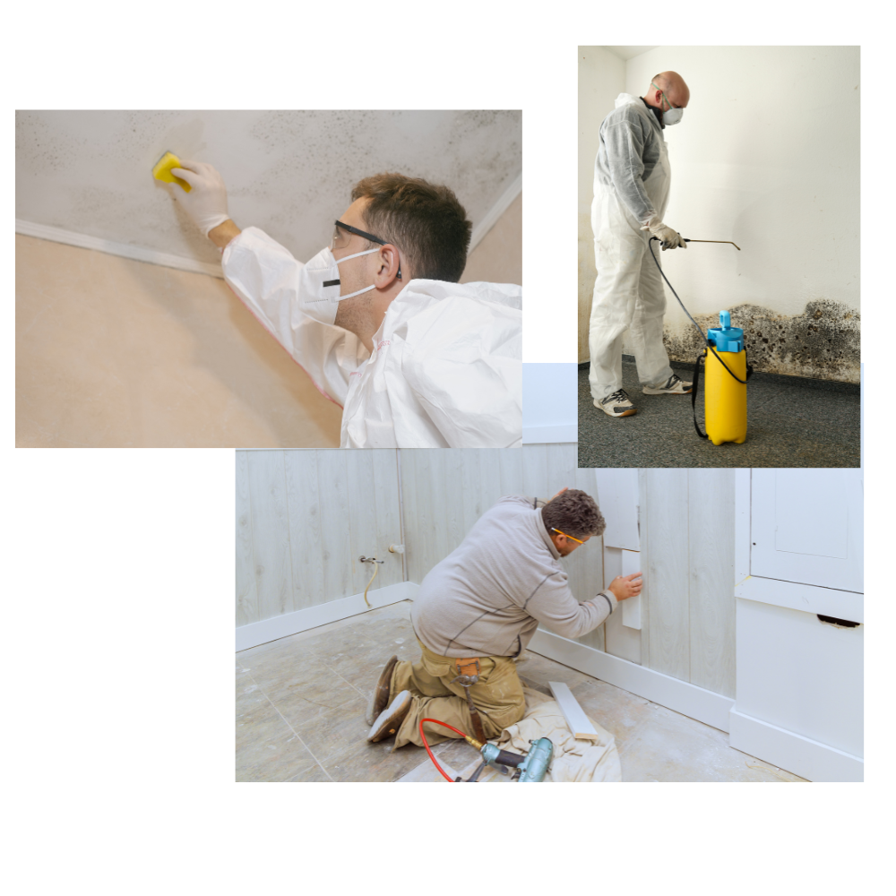 mold removal